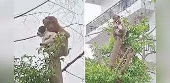 Monito sorprende al cargar a perrito y llevarlo hasta lo más alto de árbol: “Llamen a los Paw Patrol” Monito sorprende al cargar a perrito y llevarlo hasta lo más alto de árbol: “Llamen a los Paw Patrol”