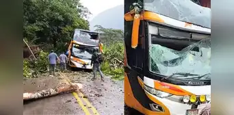 Pasajeros salvan de morir luego de que árbol caiga sobre bus de Movil Bus en Pasco