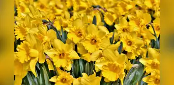 Regalar flores amarillas hoy 21 de marzo: ¿qué hay detrás de esta tendencia? Regalar flores amarillas hoy 21 de marzo: ¿qué hay detrás de esta tendencia?