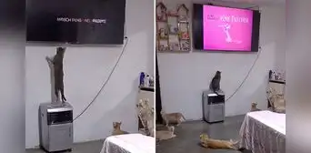 Tierno gatito aprendió a encender la TV para ver La Pantera Rosa: "Hasta se sabe el horario" Tierno gatito aprendió a encender la TV para ver La Pantera Rosa: "Hasta se sabe el horario"