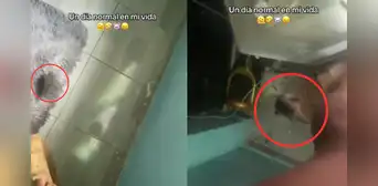 Rata se sube a la pierna de una mujer mientras intentaba espantarla y el video se hace viral: "Hasta yo me asusté" Rata se sube a la pierna de una mujer mientras intentaba espantarla y el video se hace viral: "Hasta yo me asusté"