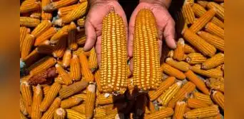 Transgénicos en debate: ¿son necesarios o ponen en riesgo la biodiversidad del Perú?