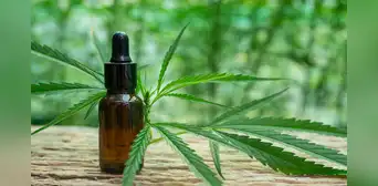 Aviso importante en Nueva York: Kathy Hochul firma 2 leyes para expandir el mercado agrícola de cannabis en el estado