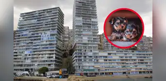 Mujer arroja a sus perros desde un octavo piso en Alicante, España: no quería sacarlos a la calle Mujer arroja a sus perros desde un octavo piso en Alicante, España: no quería sacarlos a la calle
