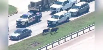 Vacas causan caos en la I-45 de Houston: autoridades pudieron atraparlas tras escapar de camión proveniente del NRG Stadium Vacas causan caos en la I-45 de Houston: autoridades pudieron atraparlas tras escapar de camión proveniente del NRG Stadium