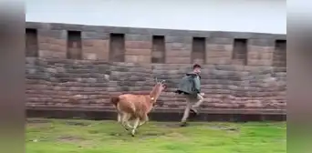 Turista en el Cusco sale corriendo tras ser perseguido por una llama y usuarios bromean: “No le pagó la foto” Turista en el Cusco sale corriendo tras ser perseguido por una llama y usuarios bromean: “No le pagó la foto”