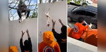 Rescatan a gatito de árbol, pero acción termina de forma inesperada: “¿Cuántas vidas perdió?” Rescatan a gatito de árbol, pero acción termina de forma inesperada: “¿Cuántas vidas perdió?”