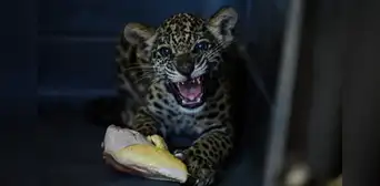 Dos cachorros de jaguar son rescatados del tráfico ilegal en Ucayali: "No podrán volver a la naturaleza porque morirían"