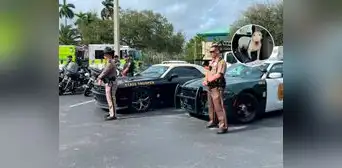 Florida aprueba la 'Ley Trooper': protección para los animales en desastres naturales Florida aprueba la 'Ley Trooper': protección para los animales en desastres naturales