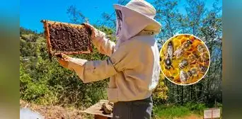 Crisis ecológica en EEUU: el 70% de las colonias de abejas melíferas podrían desaparecer, afectando cultivos Crisis ecológica en EEUU: el 70% de las colonias de abejas melíferas podrían desaparecer, afectando cultivos
