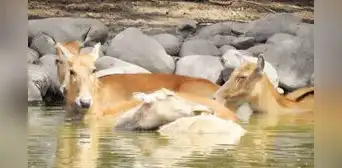 China rescata a una especie que estuvo en peligro de extinción: el plan que aplicaron para salvar al ciervo milú China rescata a una especie que estuvo en peligro de extinción: el plan que aplicaron para salvar al ciervo milú