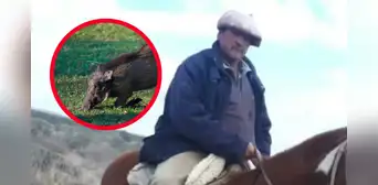 Un jabalí mató a un hombre y a sus cuatro perros en un violento ataque en Argentina