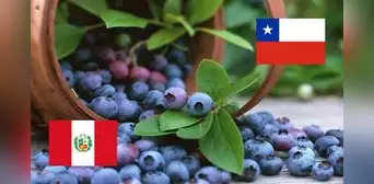 El 'oro azul', la fruta que consolida al Perú como el primer exportador mundial de arándanos y desplaza a Chile El 'oro azul', la fruta que consolida al Perú como el primer exportador mundial de arándanos y desplaza a Chile