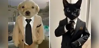 El filtro “calle, pero elegante” arrasa en TikTok: así puedes vestir a tu mascota con estilo El filtro “calle, pero elegante” arrasa en TikTok: así puedes vestir a tu mascota con estilo