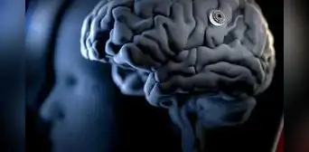 Neurocientíficos crean un traductor digital que podría revolucionar los estudios sobre el cerebro humano Neurocientíficos crean un traductor digital que podría revolucionar los estudios sobre el cerebro humano