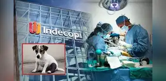Indecopi multa con solo S/5.350 a veterinaria en Lima por operar pata equivocada de un perrito Indecopi multa con solo S/5.350 a veterinaria en Lima por operar pata equivocada de un perrito