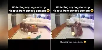Adorable perro es captado en cámara ordenando sus juguetes y recibe aplausos en TikTok: "Más ordenado que mis hijos"