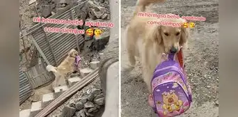 Golden retriever enternece al cargar la mochila de su pequeña dueña en Lima: “Muy educado” Golden retriever enternece al cargar la mochila de su pequeña dueña en Lima: “Muy educado”