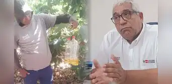 Tacna: alerta en sector agrícola por brote de mosca de la fruta Tacna: alerta en sector agrícola por brote de mosca de la fruta