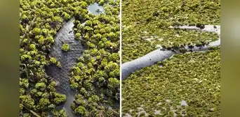 Fotógrafo captó el aterrador momento en que se topó con una enorme anaconda: "Mide 5 metros" Fotógrafo captó el aterrador momento en que se topó con una enorme anaconda: "Mide 5 metros"