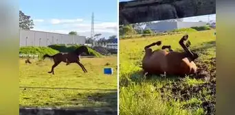 Caballo criado en la ciudad vuelve al campo y su reacción emociona a miles: "¿Spirit, eres tú?” Caballo criado en la ciudad vuelve al campo y su reacción emociona a miles: "¿Spirit, eres tú?”