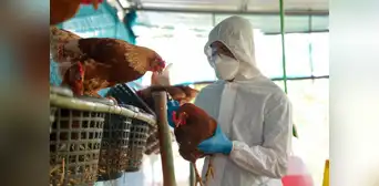 Gripe aviar en Estados Unidos: la propagación del virus podría acelerarse debido a este motivo Gripe aviar en Estados Unidos: la propagación del virus podría acelerarse debido a este motivo
