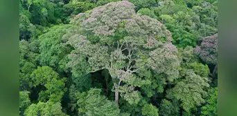 Científicos descubren que un árbol de América Latina aprendió a usar los rayos para "acabar con sus enemigos" Científicos descubren que un árbol de América Latina aprendió a usar los rayos para "acabar con sus enemigos"