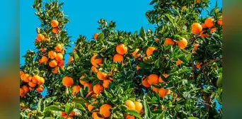 ¿Por qué Florida enfrenta una crisis histórica en la producción de naranjas? Las causas detrás de la escasez, según USDA ¿Por qué Florida enfrenta una crisis histórica en la producción de naranjas? Las causas detrás de la escasez, según USDA