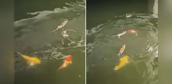 Ratitas 'nadadoras' compiten por alimento con peces en laguna: “Nadie se libra de la competencia”