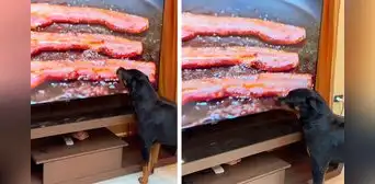 Perro ve un tocino friéndose en la televisión, cree que es real y protagoniza divertida escena al lamer la pantalla