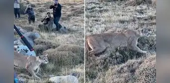 Puma asombra a fotógrafos al caminar entre ellos para cazar un guanaco: “Por favor, silencio estoy trabajando” Puma asombra a fotógrafos al caminar entre ellos para cazar un guanaco: “Por favor, silencio estoy trabajando”