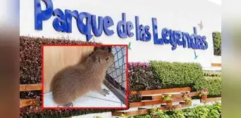 Capibaras bebés llegan al Parque de Las Leyendas: fechas, ubicación y costo para verlos Capibaras bebés llegan al Parque de Las Leyendas: fechas, ubicación y costo para verlos
