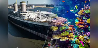 Florida se alista para hundir el trasatlántico más rápido del mundo y convertirlo en el arrecife más grande de la Tierra Florida se alista para hundir el trasatlántico más rápido del mundo y convertirlo en el arrecife más grande de la Tierra