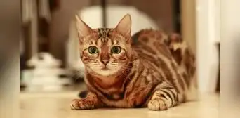 La raza de gato que 'brilla': este felino fue creado en California y porta un raro gen La raza de gato que 'brilla': este felino fue creado en California y porta un raro gen