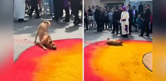 Perrito arruina alfombra de aserrín para procesión por Semana Santa y en redes bromean: "Firulais es evangélico" Perrito arruina alfombra de aserrín para procesión por Semana Santa y en redes bromean: "Firulais es evangélico"