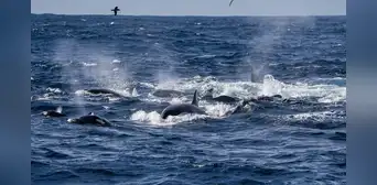 Graban una ballena azul siendo cazada por 60 orcas que luego “celebraron” con saltos y golpes de cola