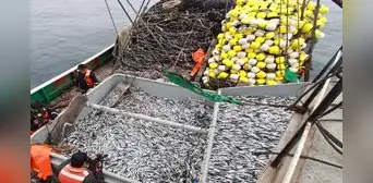 Autorizan primera temporada de pesca 2025 en zona centro-norte con cuota de 3 millones de toneladas, una de las más altas en 10 años Autorizan primera temporada de pesca 2025 en zona centro-norte con cuota de 3 millones de toneladas, una de las más altas en 10 años