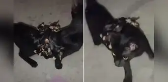 Gatita desaparecida vuelve a casa tras dos días con crías de zarigüeya: “Mamá adoptiva”