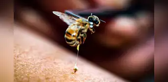 Científicos revelan que el veneno de abeja destruye células del cáncer de mama en solo 60 minutos Científicos revelan que el veneno de abeja destruye células del cáncer de mama en solo 60 minutos