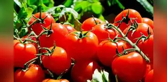 Qué es el dumping: la práctica comercial sería la razón por la cual EEUU busca sancionar tomates mexicanos Qué es el dumping: la práctica comercial sería la razón por la cual EEUU busca sancionar tomates mexicanos