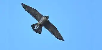 Las aves más peligrosas y rápidas del mundo: pueden superar los 300 kilómetros por hora para cazar a sus presas Las aves más peligrosas y rápidas del mundo: pueden superar los 300 kilómetros por hora para cazar a sus presas