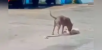 Astuto perrito se hace el muerto para escapar del ataque de un pitbull: “Dio una lección de supervivencia” Astuto perrito se hace el muerto para escapar del ataque de un pitbull: “Dio una lección de supervivencia”