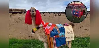 Un burro y una llama impulsan la educación en Perú y llegan a cientos de escolares de las más lejanas comunidades
