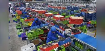Exportaciones regionales superan los US$10.000 millones: Ica y Arequipa siguen liderando envíos