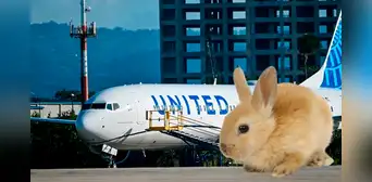Aterrizaje de emergencia en Denver: motor de avión de United Airlines se incendió tras succionar un conejo