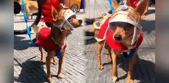 Perrito chihuahua se hace viral tras ser disfrazado de soldado romano durante celebración de Semana Santa