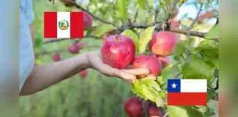 Manzanas chilenas vuelven al Perú tras suspensión de importaciones: Gobierno de Chile califica acuerdo como un hito en la relación comercial