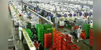 Agroexportaciones superaron los US$2.233 millones: uvas, arándanos y mangos movieron la aguja Agroexportaciones superaron los US$2.233 millones: uvas, arándanos y mangos movieron la aguja