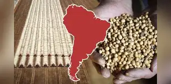 El país de Sudamérica que desplazó a Estados Unidos como el mayor proveedor de soja en plena guerra comercial con China