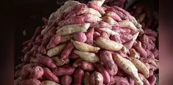 Este alimento rico en potasio es la alternativa al plátano: ayuda a reducir la presión arterial y mejora la calidad del sueño Este alimento rico en potasio es la alternativa al plátano: ayuda a reducir la presión arterial y mejora la calidad del sueño
